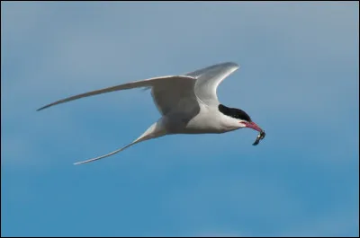 Quel est l�oiseau symbolique &agrave; Maurice ?