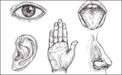 Quel sens d&eacute;pend de la lumi&egrave;re pour fonctionner correctement ?