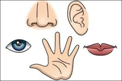 Quel sens utilise les papilles gustatives pour analyser les saveurs ?