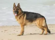 Quiz Les races de chiens