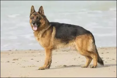 Quel est le race de ce chien ?