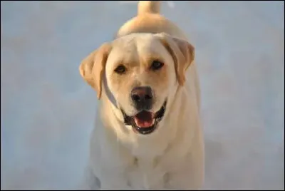 Quelle est la race de ce chien ?