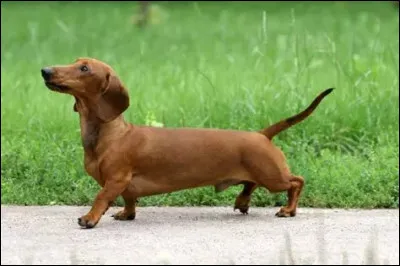 Quelle est la race de ce chien ?