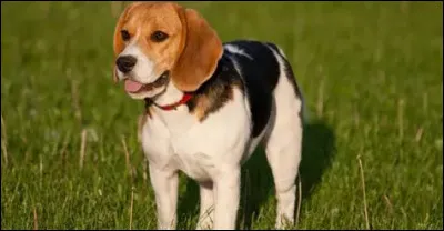 Quelle est la race de ce chien ?
