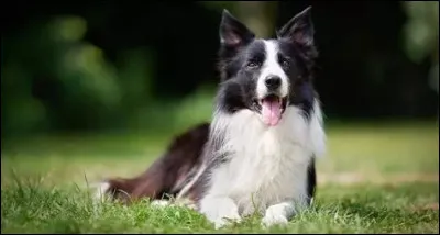 Quelle est la race de ce chien ?
