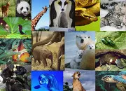 Test Quel est ton animal totem ?