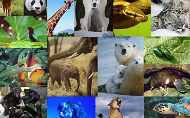 Quiz Animaux