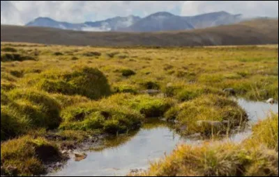 Organisme retenant &eacute;norm&eacute;ment d�eau et ayant un r&ocirc;le important dans le stockage du carbone.