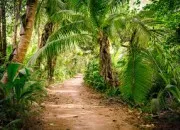 Test Pourrais-tu survivre dans la jungle