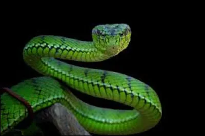 Tu vois un serpent. Quelle est ta r&eacute;action ?