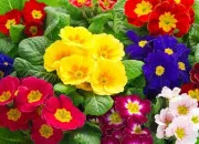 Quiz Fleurs de printemps