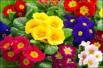 Quelles sont ces fleurs qui marquent le d&eacute;marrage du printemps ?