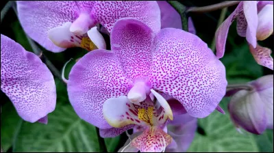 Elle peut aussi fleurir en toutes saisons. C'est...