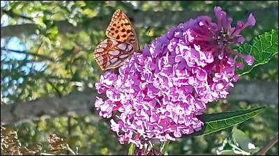 Cette fleur pousse sur des arbustes, c'est...