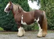 Quiz Vrai ou faux sur le cheval et le poney !