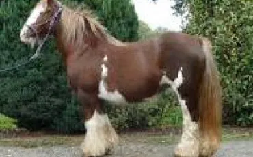 Quiz Poneys