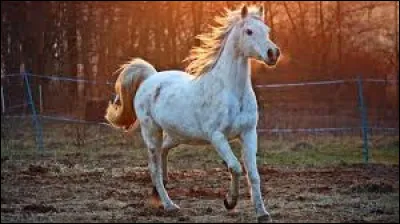 Le cheval peut galoper en arri&egrave;re !