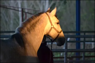 Le cheval et le poney sont des omnivores.