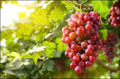 Qui a &eacute;crit le roman intitul&eacute; "Les Raisins de la col&egrave;re" ?
