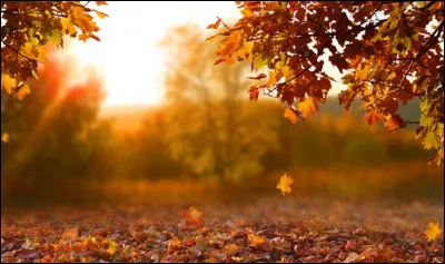 Qui est le r&eacute;alisateur du long-m&eacute;trage "Sonate d'automne" ?