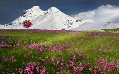 Quel &eacute;crivain est l'auteur du roman intitul&eacute; "Chien de printemps" ?