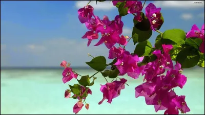 Suite de la question 1. Quel objet emporterais-tu avec toi sur une &icirc;le d&eacute;serte ?