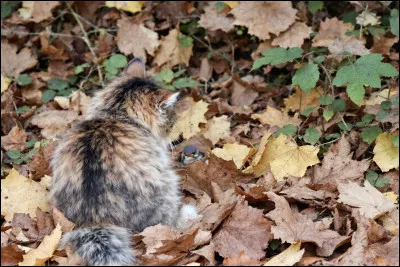 Quelles sont les plantes contrent les inflammations des articulations ?