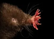 Quiz Les animaux bizarres