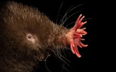 Quiz Animaux bizarres