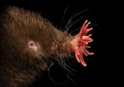 Quel animal poss&egrave;de un nez ressemblant &agrave; une &eacute;toile ?