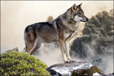 Le loup : quel est le principal r&ocirc;le du loup dans sa meute ?