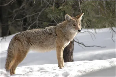 Le coyote : o&ugrave; trouve-t-on principalement les coyotes aujourd&rsquo;hui ?