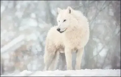 Le loup arctique : pourquoi le loup arctique est-il adapt&eacute; au froid ?
