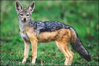 Le chacal est surtout :