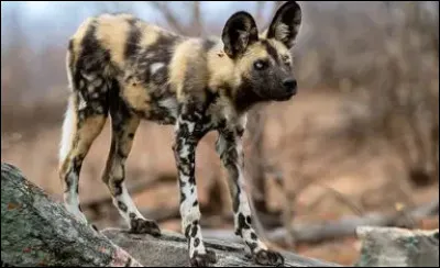 Le lycaon (chien sauvage africain) : pourquoi le lycaon est-il sp&eacute;cial ?