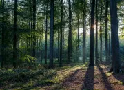 Quiz Quiz Nature - Les secrets de la for�t 🌳
