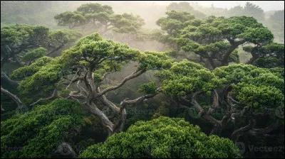Comment appelle-t-on la couche sup&eacute;rieure de la for&ecirc;t tropicale o&ugrave; vivent de nombreuses esp&egrave;ces d�oiseaux, d�insectes et de singes ?