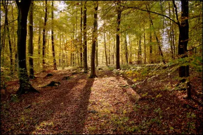 Quel r&ocirc;le essentiel jouent les for&ecirc;ts dans la r&eacute;gulation du climat terrestre gr&acirc;ce &agrave; l�absorption du dioxyde de carbone ?