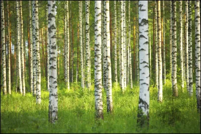 Dans une for&ecirc;t temp&eacute;r&eacute;e, quel arbre reconnaissable &agrave; son tronc blanc est souvent consid&eacute;r&eacute; comme une esp&egrave;ce pionni&egrave;re capable de recoloniser rapidement un sol pauvre ?