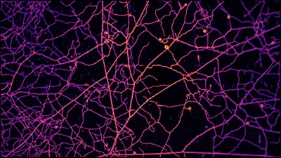 Comment appelle-t-on le r&eacute;seau souterrain form&eacute; par les champignons et les racines des arbres, permettant aux v&eacute;g&eacute;taux d�&eacute;changer des nutriments et des informations ?