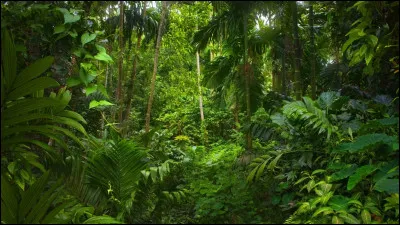Quelle for&ecirc;t tropicale, souvent surnomm&eacute;e �le poumon vert de la plan&egrave;te�, est la plus vaste for&ecirc;t humide du monde ?