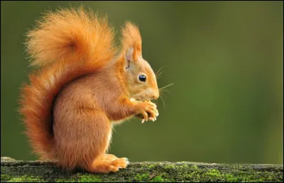 Quel animal forestier est capable de stocker des centaines de graines pour l�hiver et contribue involontairement &agrave; la reforestation en oubliant certaines de ses cachettes ?