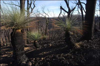 Quel ph&eacute;nom&egrave;ne naturel permet &agrave; certaines graines d�arbres forestiers de germer uniquement apr&egrave;s un incendie ?