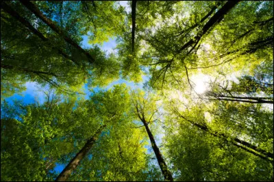 Pourquoi les arbres d�une for&ecirc;t dense poussent-ils souvent tr&egrave;s hauts et tr&egrave;s droits ?