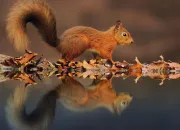 Quiz Quiz Nature - Les animaux de la for�t 🐿️