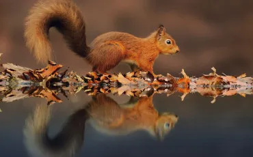 Quiz Animaux