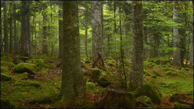 Certains arbres �communiquent� indirectement avec les animaux de la for&ecirc;t gr&acirc;ce...