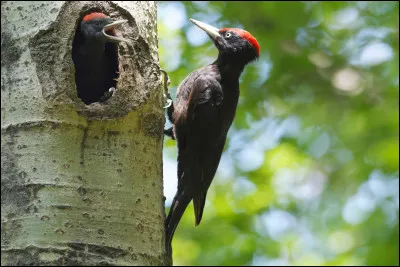 Pourquoi le pic noir frappe-t-il parfois tr&egrave;s rapidement un tronc d�arbre sans chercher de nourriture ?