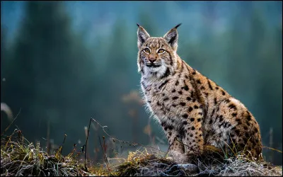 Quel est le principal avantage de la marche silencieuse du lynx dans la for&ecirc;t ?