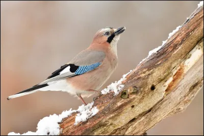 Le geai des ch&ecirc;nes joue un r&ocirc;le important dans la for&ecirc;t car...
